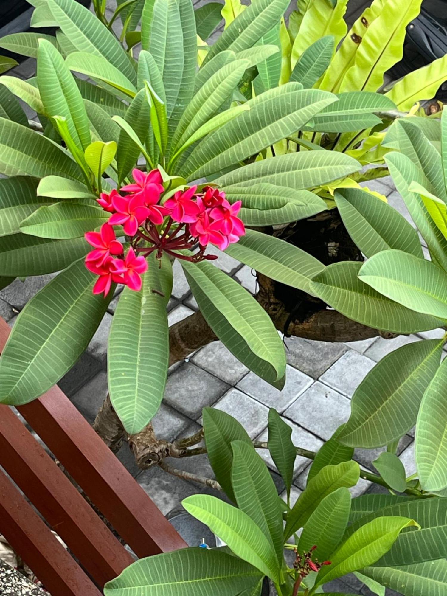Calandra House Sanur (Bali)